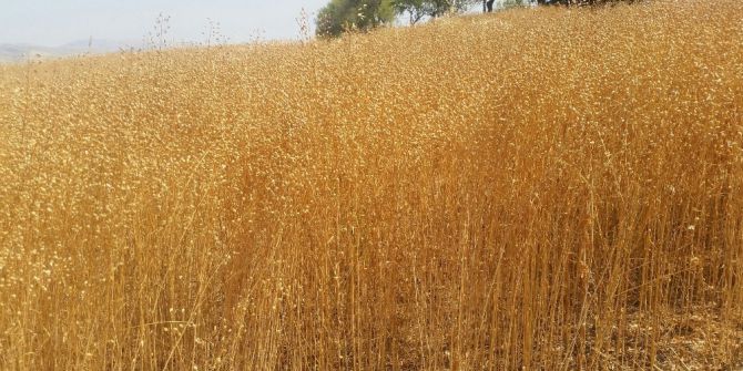 Ketencik Bitkisi Biyodizel Sektörünün Ham Maddesi Olacak