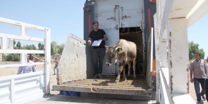 Ahlat’ta 41 Çiftçiye 298 Hayvan Dağıtıldı