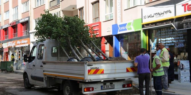 Sivas Belediyesi Çürümüş Ağaçların Yerine Yenisini Dikti