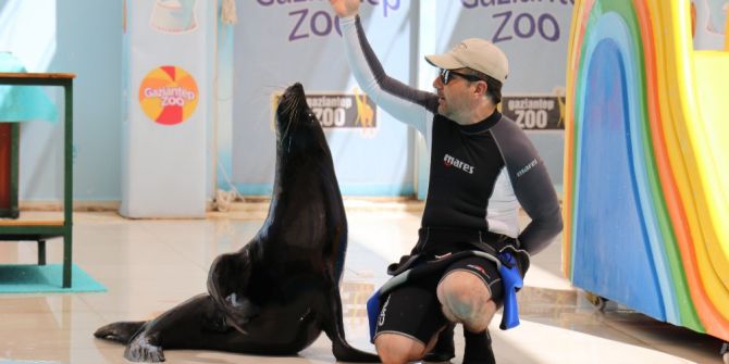 Fok Balığının Serinleten Gösterisi