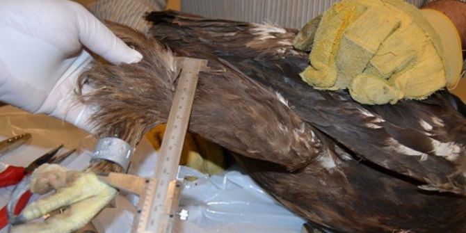 Yırtıcı Kuşlara Takip Amaçlı Halka Takılıyor