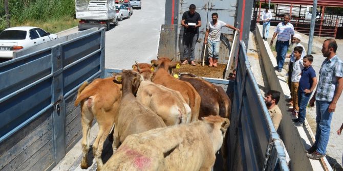 Adilcevaz’da 12 Genç Çiftçiye 72 Büyükbaş Hayvan Dağıtıldı