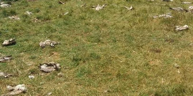 Van’da Martı Ölümleri