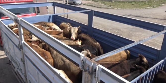 Kars’ta Kurban Sevkiyatları Başladı