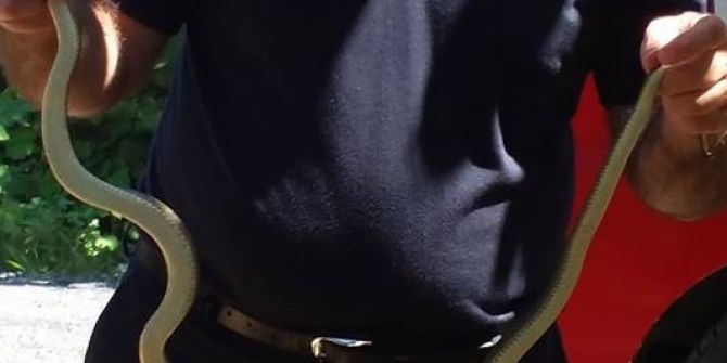 Eve Giren 1.5 Metrelik Yılanı İtfaiye Ekipleri Çıkardı