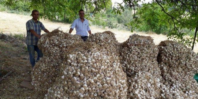 Simav’ın Bin 450 Rakımlı Kestel Köyünde, Yüksek Aromalı Sarımsak Üretiliyor