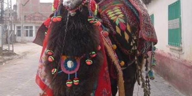 Deve Bakıcısını Hastanelik Etti