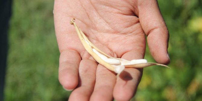 Dona Dayanıklı Fasulye Çeşidi Geliştirildi