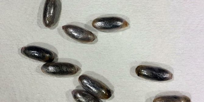 Faslı Kuryenin Midesinden 102 Kapsül Esrar Çıktı