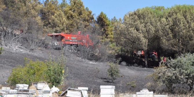 Arıları Uzaklaştırmak İsterken Orman Yangınına Sebep Oldu