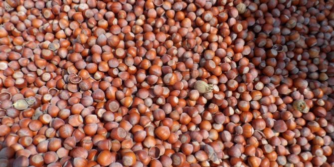 ’Fındığı Erken Toplamayın’ Uyarısı