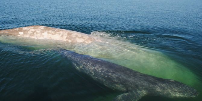 Balinalar Şarkıları İnsanlar Gibi Ezberliyor