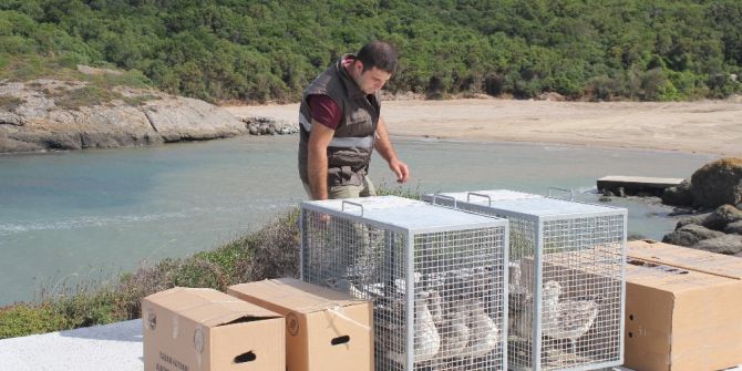 Dolu Felaketinde Yaralanan Martılar Doğaya Salındı