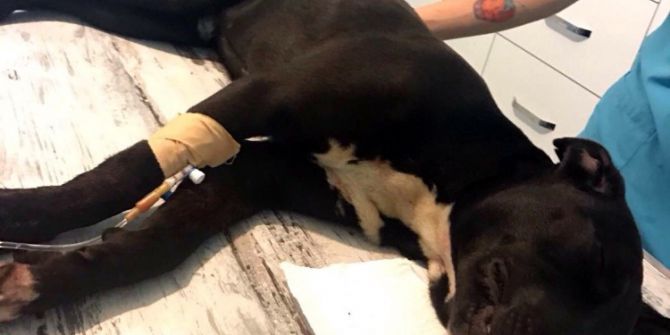 Sokak Hayvanlarına Sahip Çıkılıyor