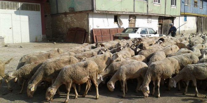Hayvan Pazarları Yüksek Fiyatlardan Dolayı Durgun