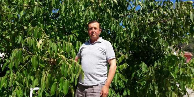 Şaphane’de Ceviz Rekoltesi Yüksek Bekleniyor