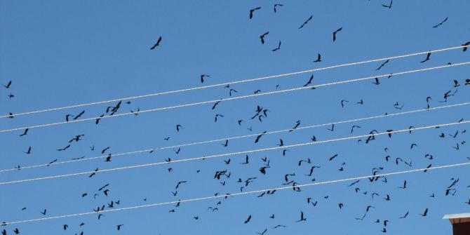 Kargalar Ağustos Ayında Su İçmez