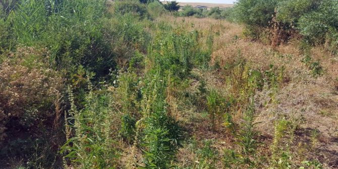 Diyarbakır’da 5 Bin 332 Kök Kenevir Ele Geçirildi