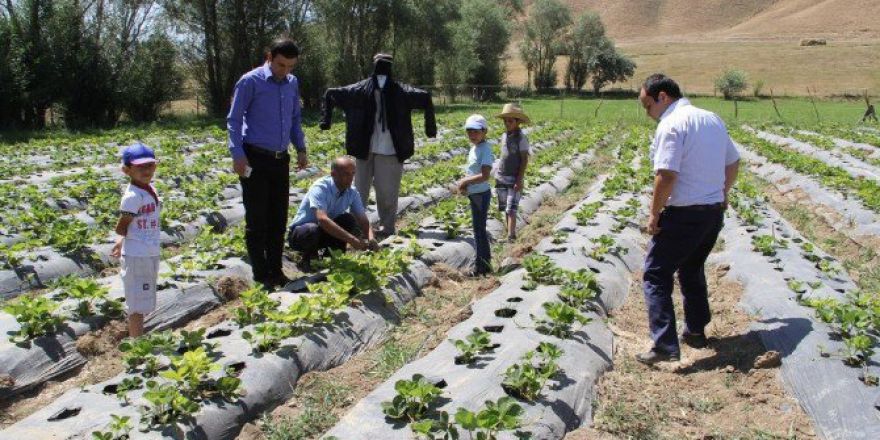Başkale’de "Örnek Çilek Bahçesi" Projesi Hasat Vermeye Başladı