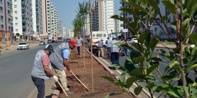 Nazım Hikmet Caddesi Artık Daha Yeşil