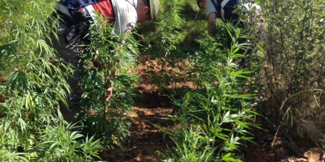 Ormanlık Alanda Kenevir Ele Geçirildi