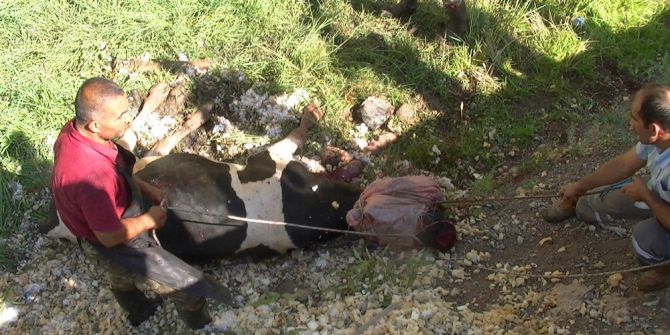 Kesimden Kaçan Dana Görevlilere Zor Anlar Yaşattı