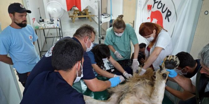 Suriye’deki Yaban Hayvanlarının Türkiye’ye Nakli Tamamlandı