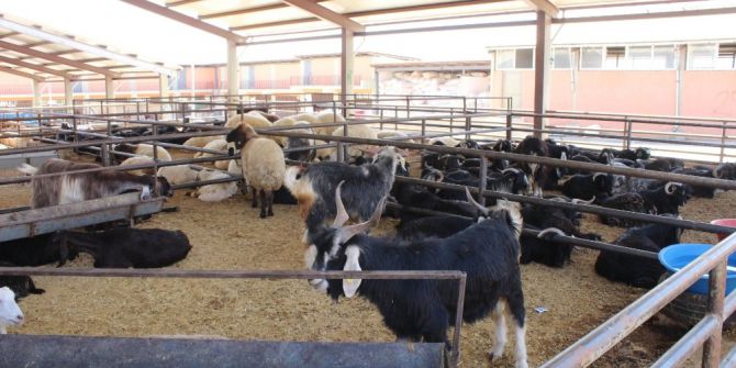 Adıyaman’da Kurbanlık Satışları Başladı