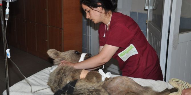 Ayağında Kırık Bulunan Yavru Ayı Kars’ta Ameliyata Alındı