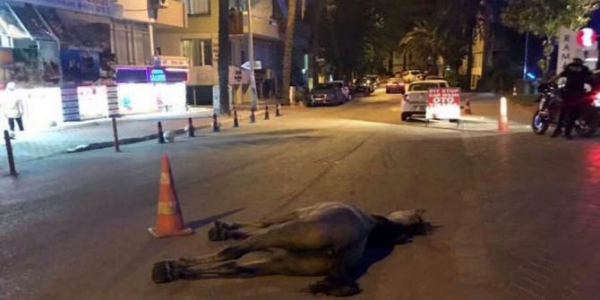 Antalya’da İnsanlık Dışı Görüntü