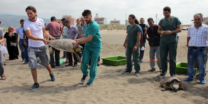 Tedavi Edilen Kaplumbağalar Denize Bırakıldı