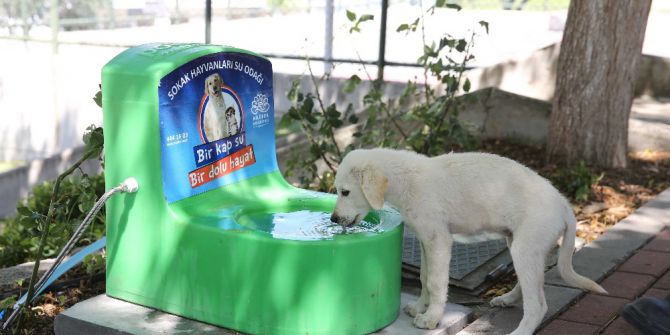 Can Dostlar İçin Otomatik Beslenme Ve Su Odağı