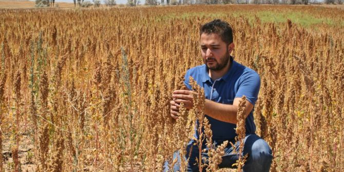 Çorum’da İlk Kez Kinoa Bitkisinin Hasadı Yapılacak