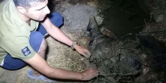 Su Kanalına Düşen Keçi 6 Saatlik Çalışmayla Kurtarıldı