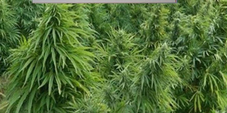 Sulakyurt’ta 3 Bin 585 Kök Kenevir Bitkisi Ele Geçirildi