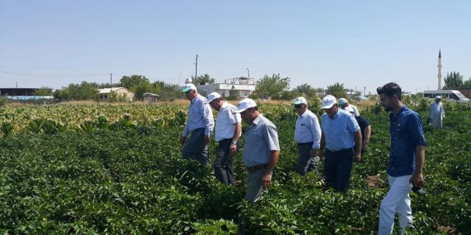 Kahta İlçesinde Tarla Günleri Düzenlendi