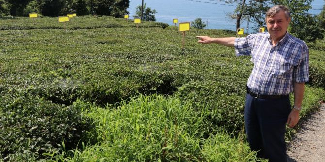 Zararlı Kelebeklere Tuzak Kurdular