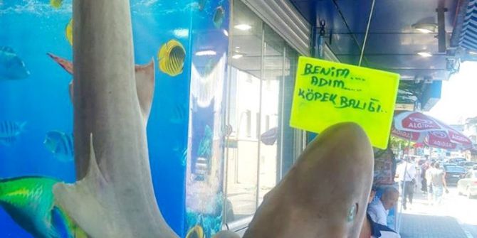 Marmara Köpek Balığından Geçilmiyor