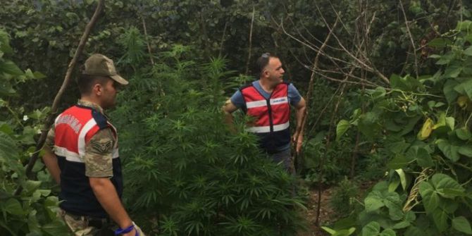 Jandarma Mısır Tarlasında Dişi Hint Keneviri Ele Geçirdi