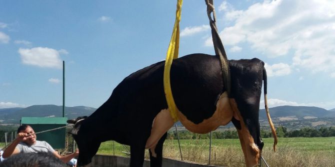 Sulama Kanalına Düşen İneği İtfaiye Kurtardı