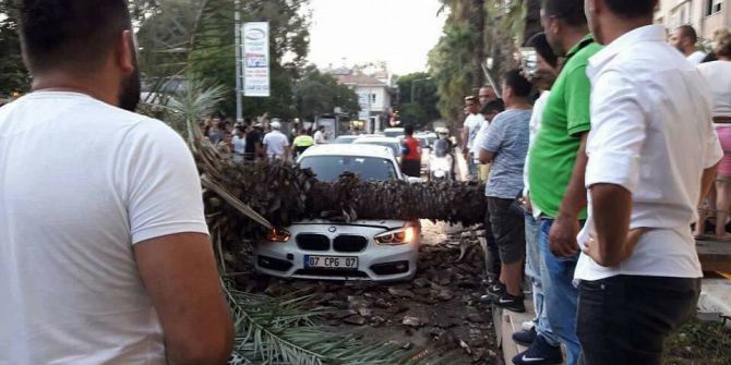 Sosyal Medyadan ’Devrilecek’ Diye Uyardığı Ağaç Aracın Üstüne Düştü