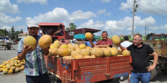 Bafra Ovası’nda Üreticiyi Nakliye Vurdu