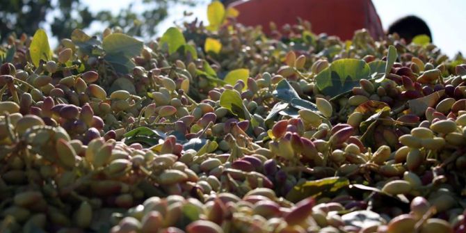 Birecik’te Fıstık Hasadı Başladı