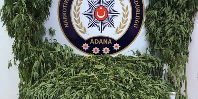 Helikopterle Tespit Edilen Kenevirleri Polisler Yok Etti