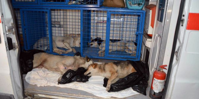 Ortaca’da Zehirlendiği İddia Edilen 2 Köpek Telef Oldu