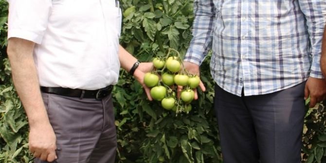 Müdür Görentaş’tan Sebze Üreticilerine Ziyaret