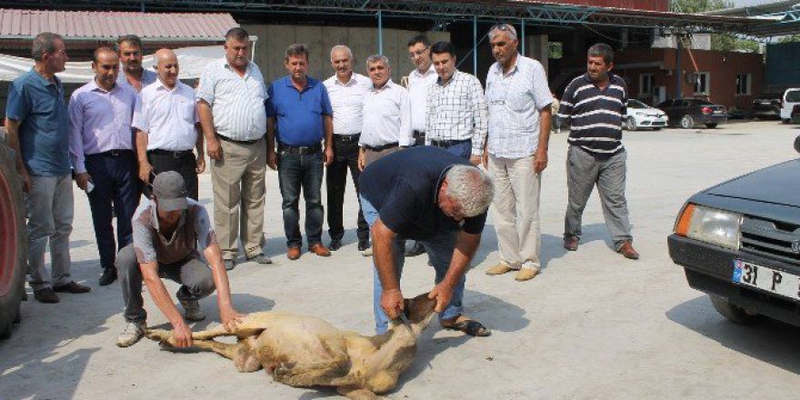 Tmo Mısır Alımına Başladı