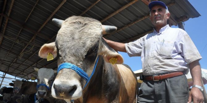 Kurbanlıklar Pazara İndi