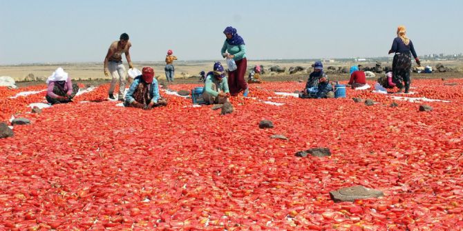 Siverek’te Yılda 500 Ton Kurutulmuş Domates Üretiliyor