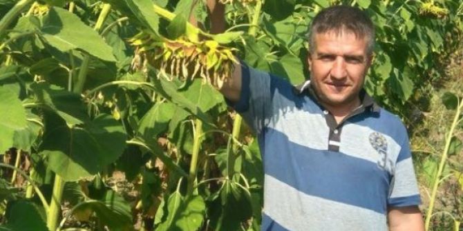 Yağlık Ayçiçeğinde Rekolte Sevindirdi